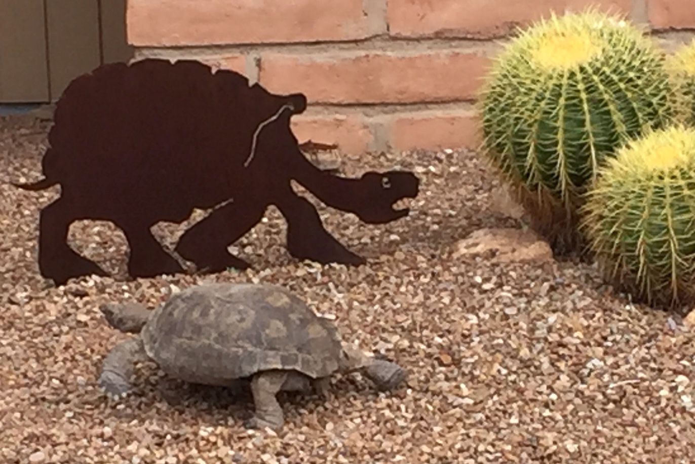 Readers share their desert tortoise photos